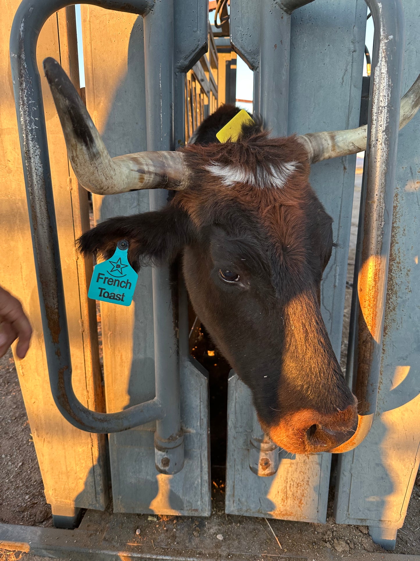 Ear Tags - Sz. Large - 1-10 count Order (Message for Larger Quantity Orders)