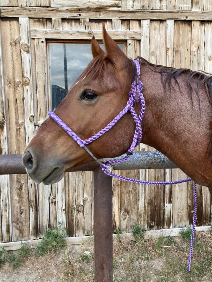 Lariat Braided Nose Muletape Halter w/10’ Lead - Purple