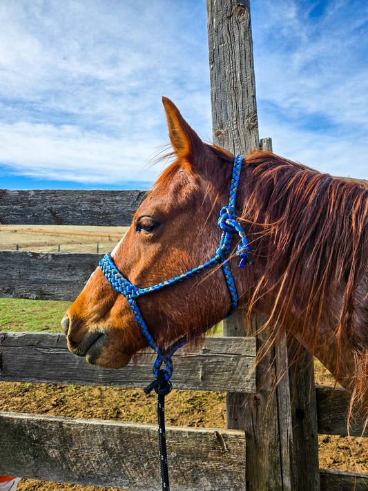 *Made to Order* Muletape Halter w/10’ Removable Lead -Average Horse