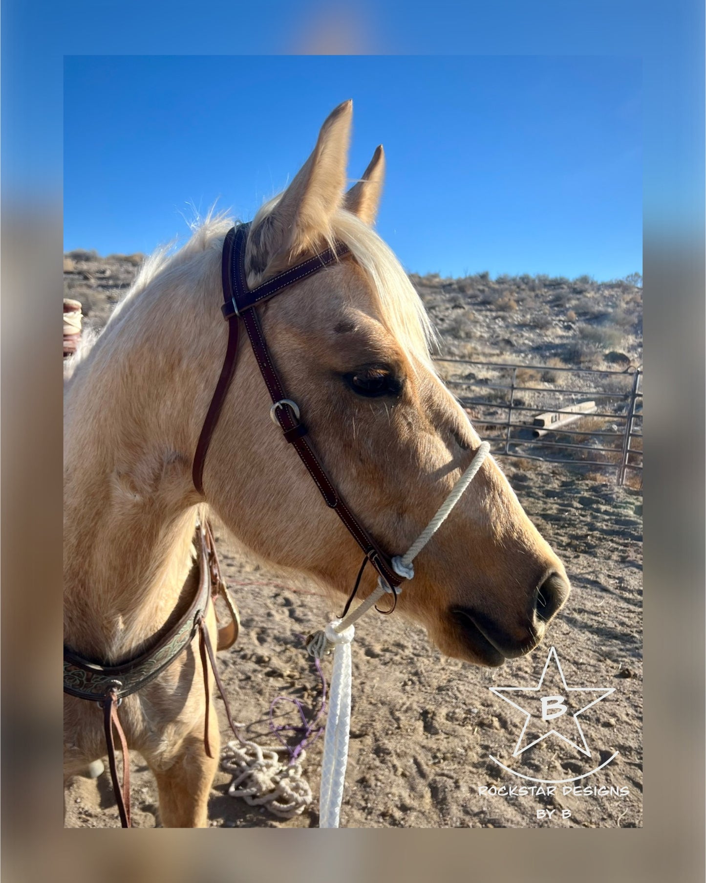 Loping Hackamore - PRE-ORDER