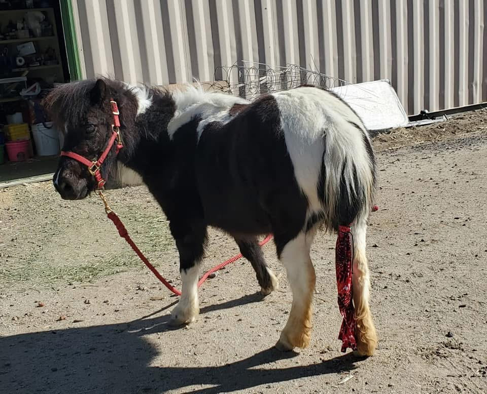 ‘Made to Order’ Pony Sized - Single Tube Tail Bag