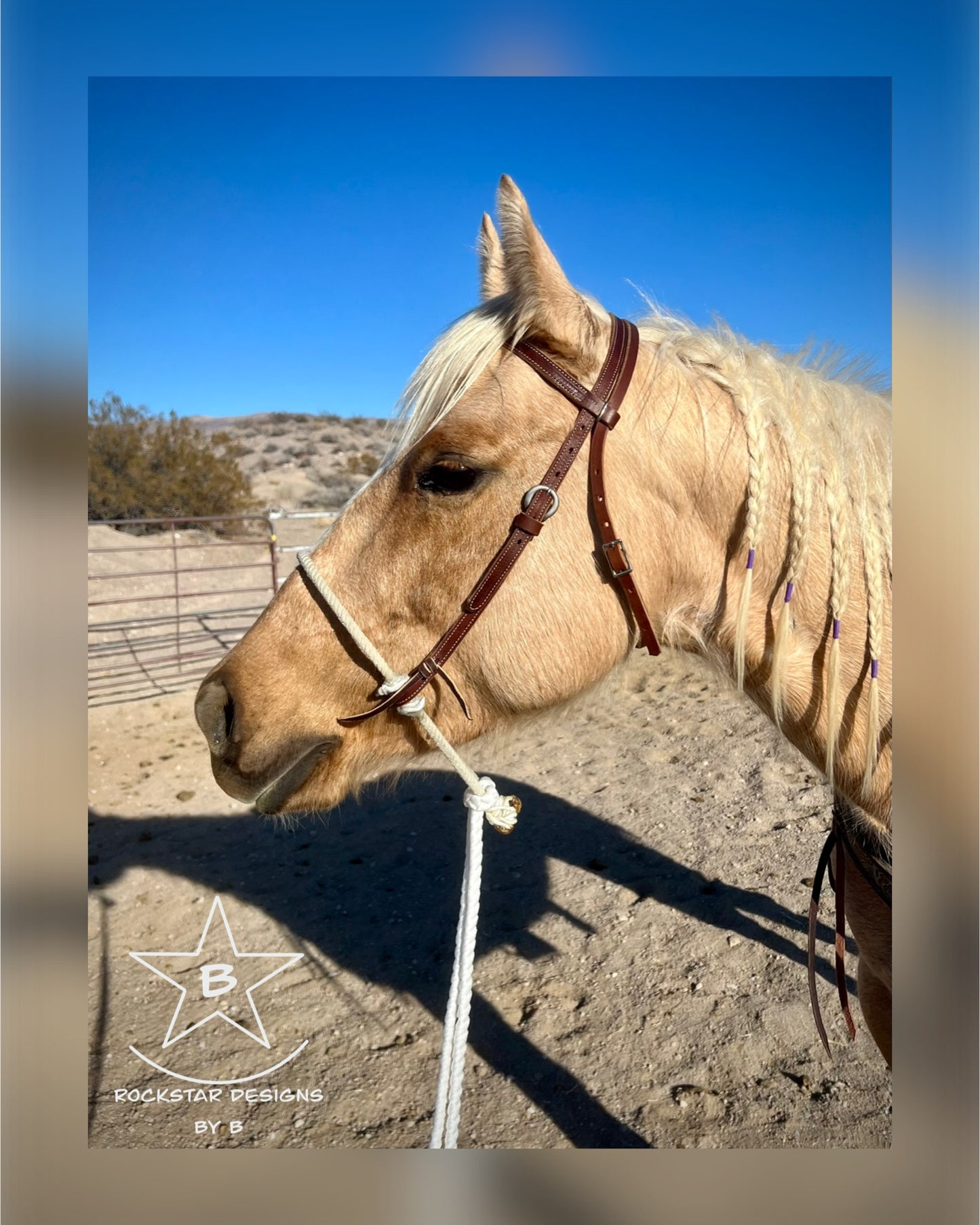 Loping Hackamore - PRE-ORDER