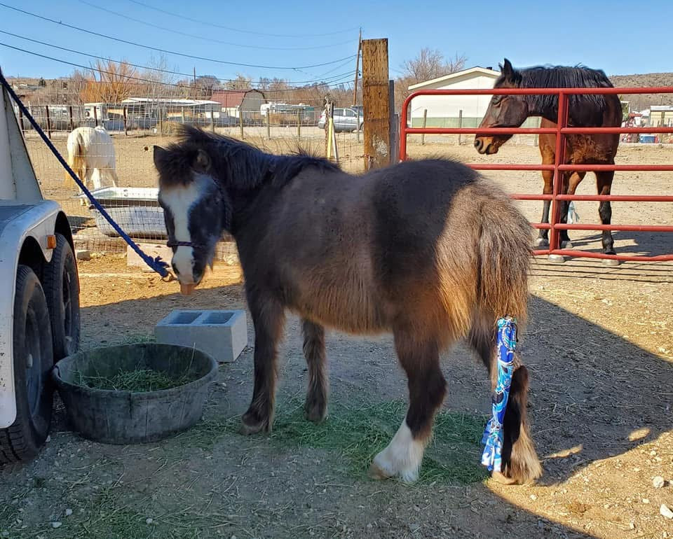 ‘Made to Order’ Pony Sized - Single Tube Tail Bag